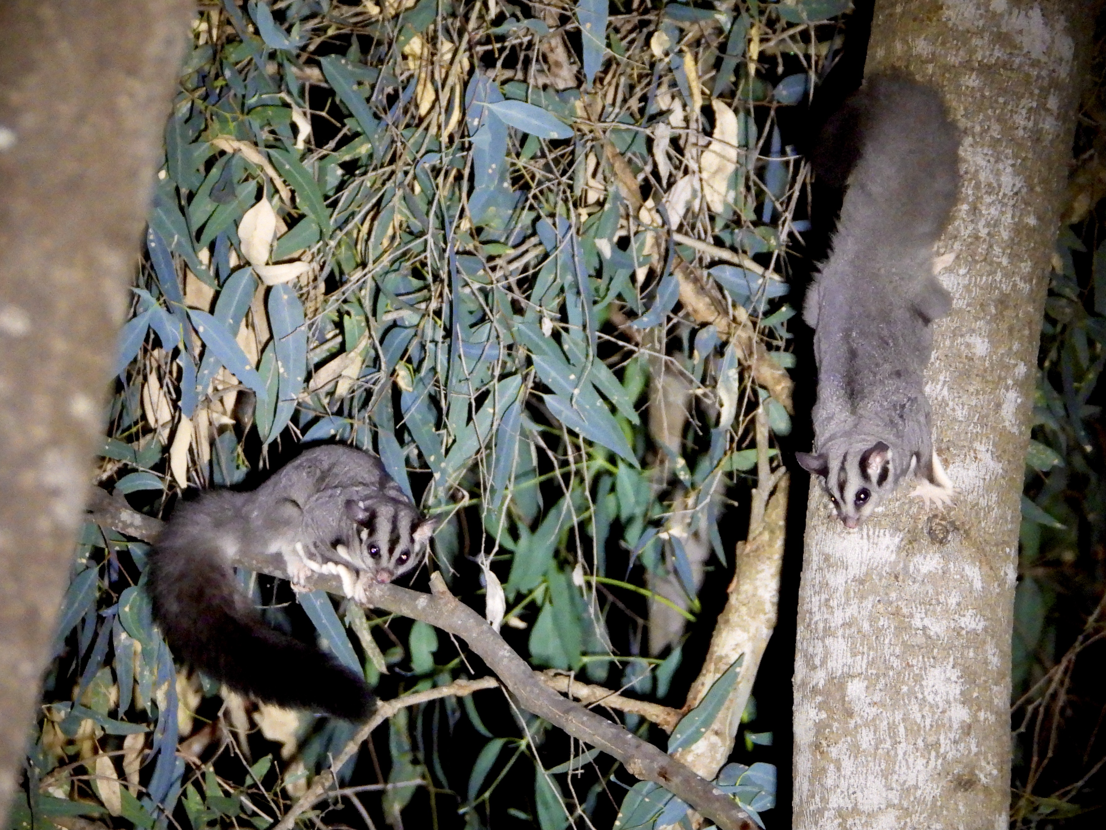 Squirrel Gliders at Kiewa River Wodonga (Amy Daeche, 2021)