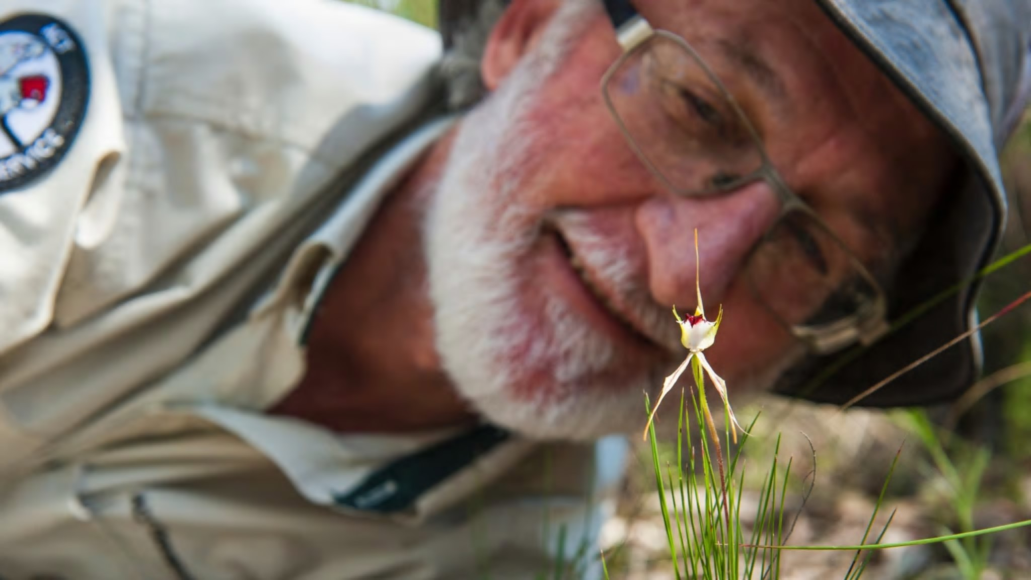 Dr Michael Mulvaney identifying a rare native orchid in the ACT.