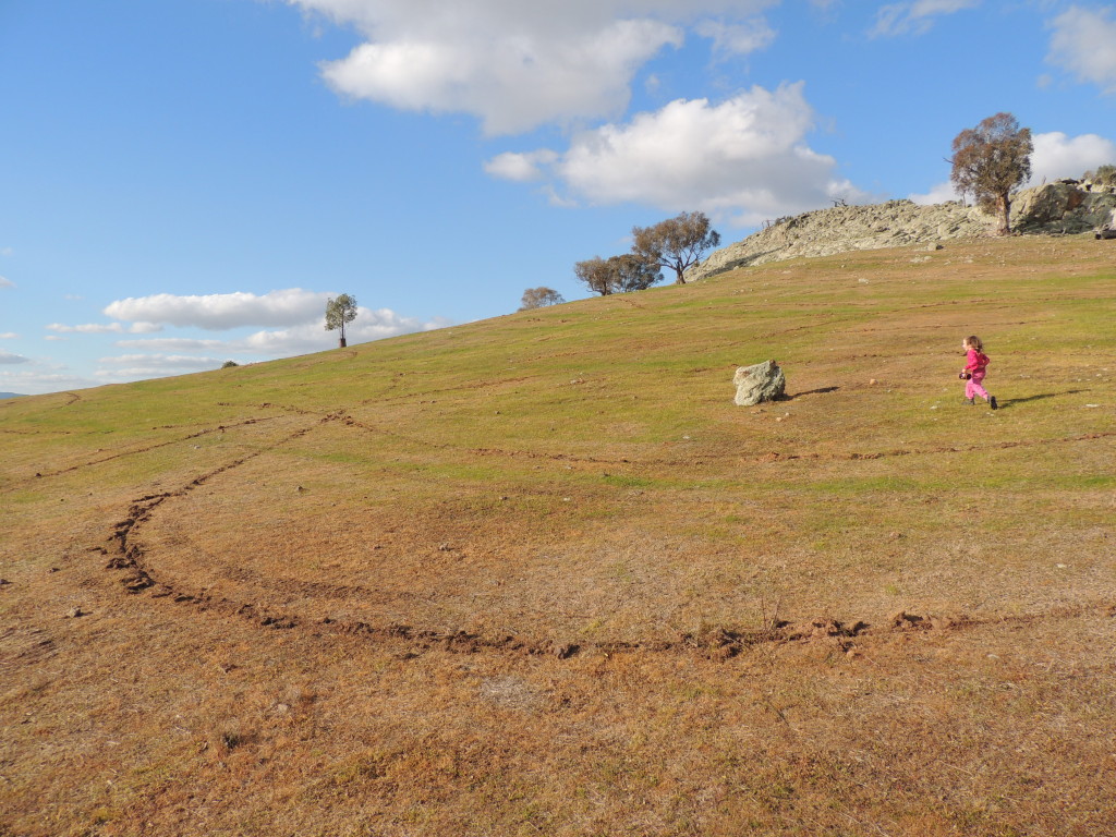 Little Budginigi Hill at Tabletop after weed control and direct seeding with indigenous seed (Photo by Sam Niedra, July 2013)