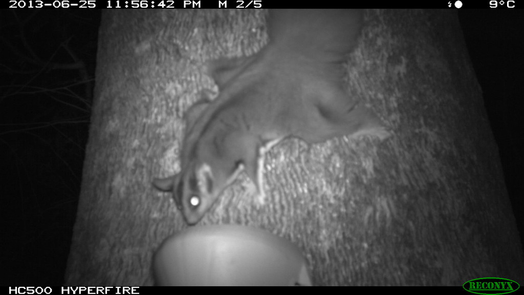 Squirrel Glider at a feeding station in Thurgoona (Photo by Peter Spooner & Mitchell Francis)
