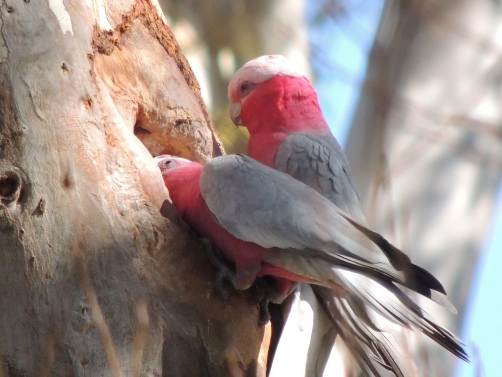 Galahs scratching out a tree hollow for habitat at Thurgoona Country Club Resort (Sam Niedra, 2013)
