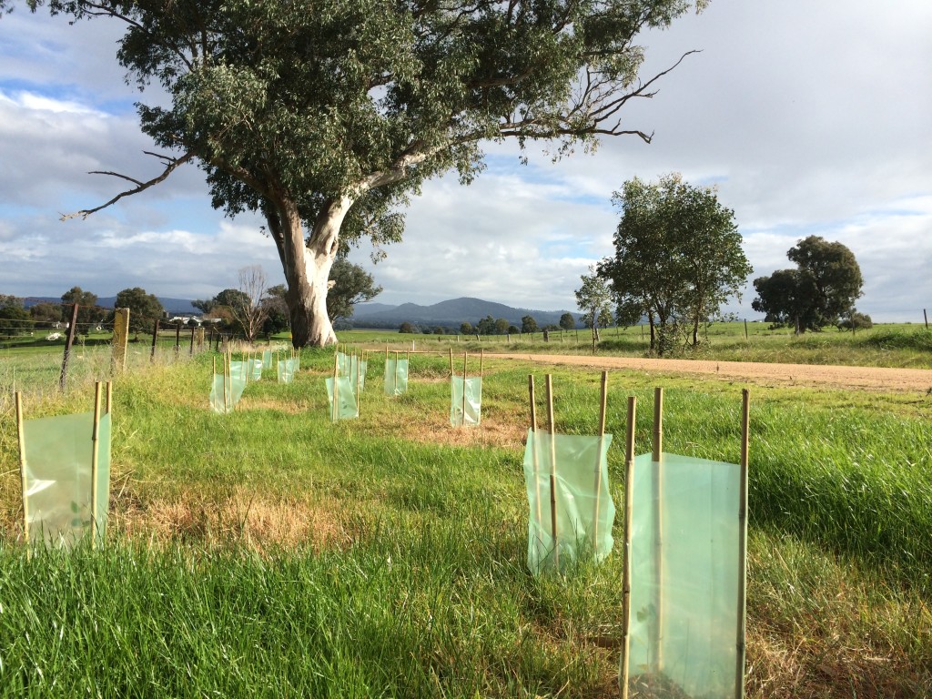 Filling vegetation gaps along Thurgoona Drive for Squirrel Glider movement