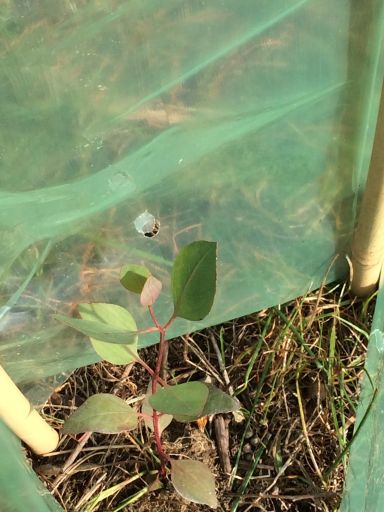 Planted White Box seedling on Thurgoona Drive east 