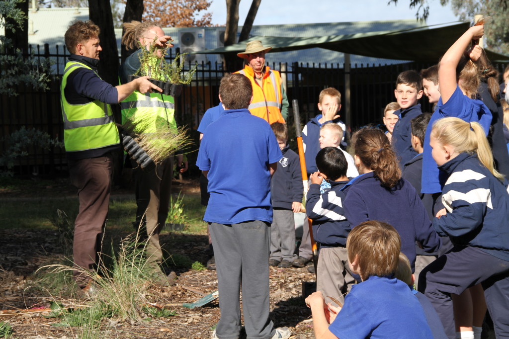 Tree planting at Thurgoona Primary School