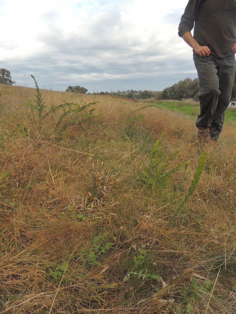 Direct seeding at 12 months, Table Top (Sam Niedra, May 2014)