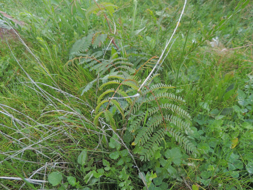 Direct seeding at 12 months, Table Top. Note the concentration of seedlings in a depression where soil and water can collect forming a protected microcosm suitable for germination (May 2014, Sam Niedra)