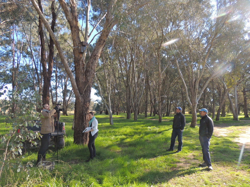 The Border Mail visiting Thurgoona Country Club Resort for a story on Squirrel Gliders (July 2014, Sam Niedra)