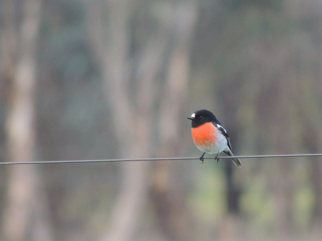 Scarlet Robin in Thurgoona during winter 2014 (Sam Niedra)