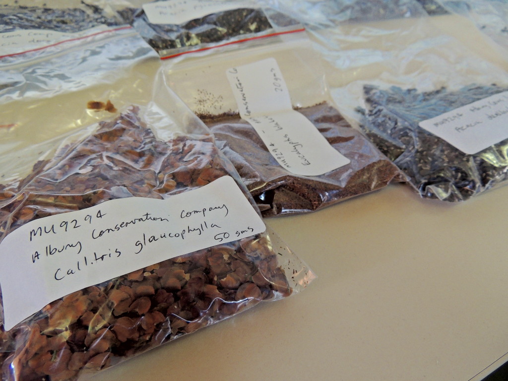 Indigenous seed for hand seeding at Table Top in early August 2014. Seed has been collected and supplied by the Murray Local Land Services, and includes 12 species of indigenous Eucalypt, Wattle, and other species (July 2014, Sam Niedra)