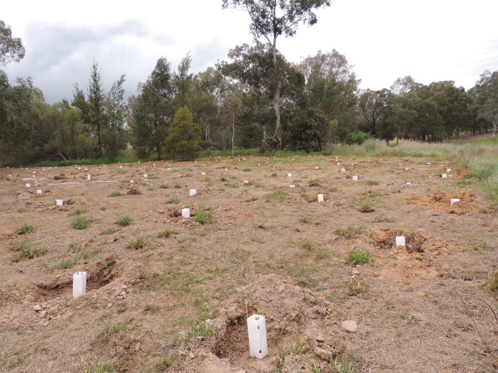 Revegetation at Thurgoona Country Club Resort as part of an Albury Conservation Company funded project (2013, Sam Niedra)