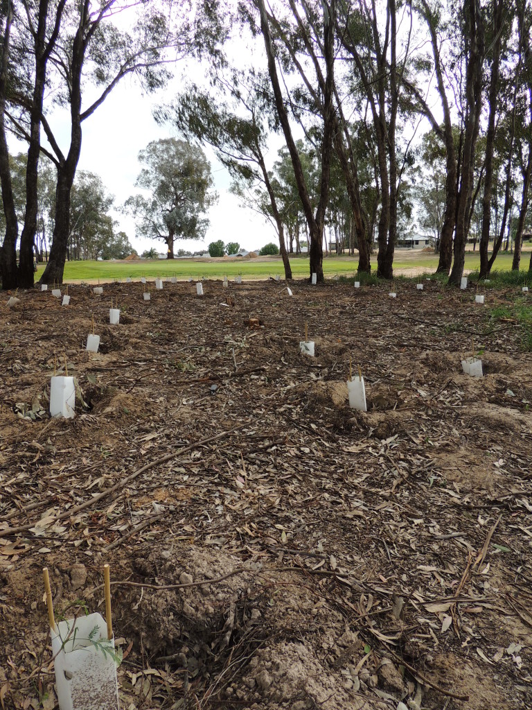 Revegetation with indigenous shrubs to enhance habitat as part of Thurgoona Country Club Resort's project funded by Albury Conservation Company (2013, Sam Niedra)