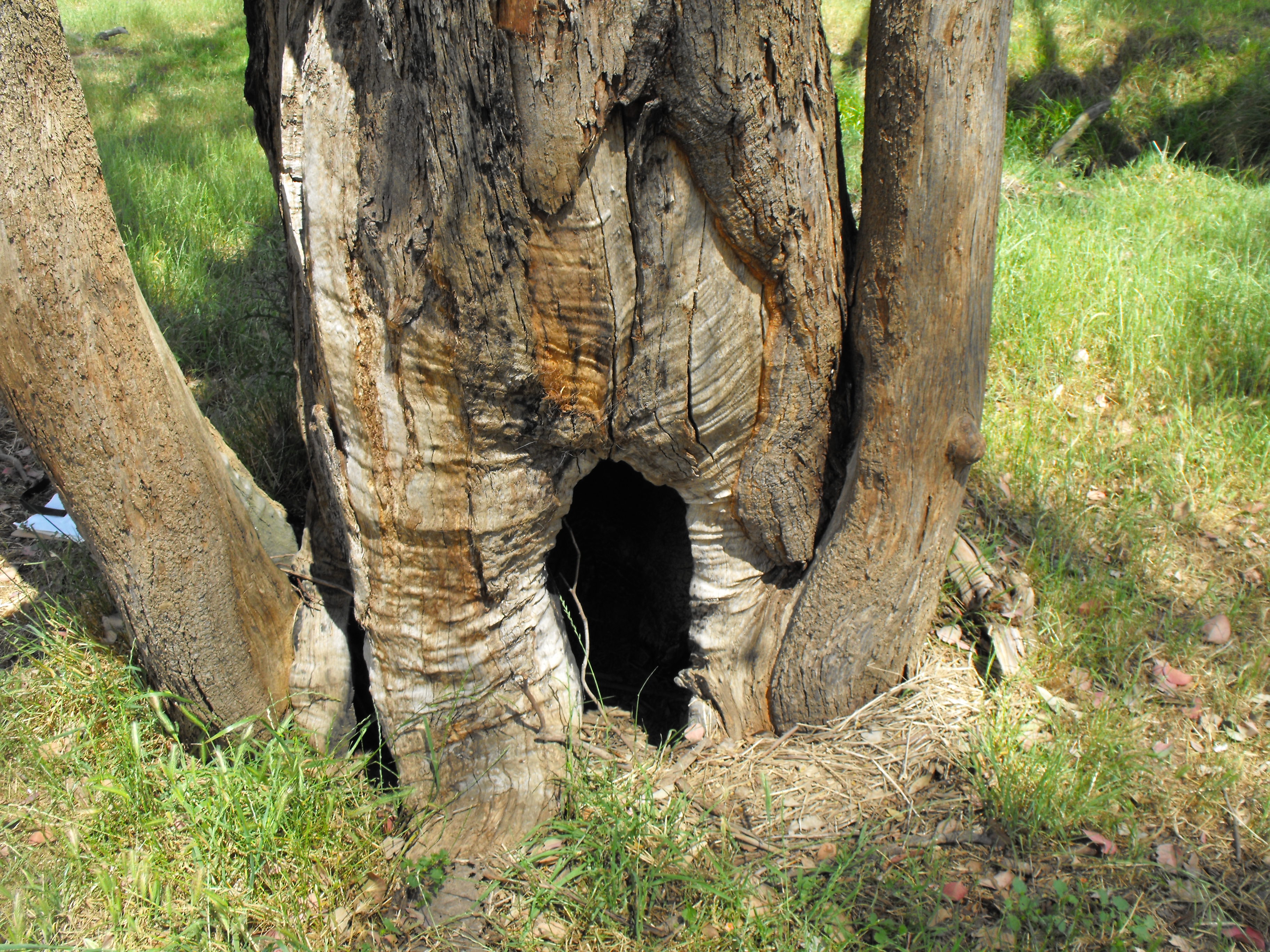 holi besal tree for medicine
