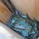 Squirrel Glider nest of gum leaves in Thurgoona (Isabel Brom, 2011)