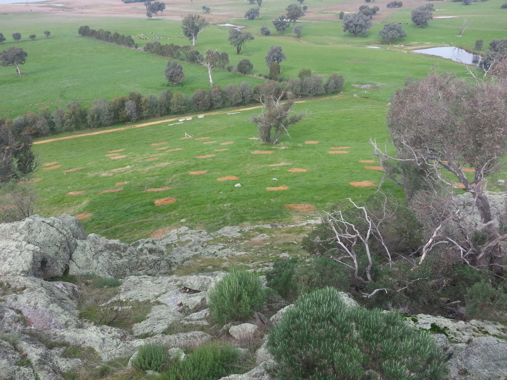 Spot spray of areas of poor direct seeding results in readiness for hand seeding in August (June 2014, Joe Esler)