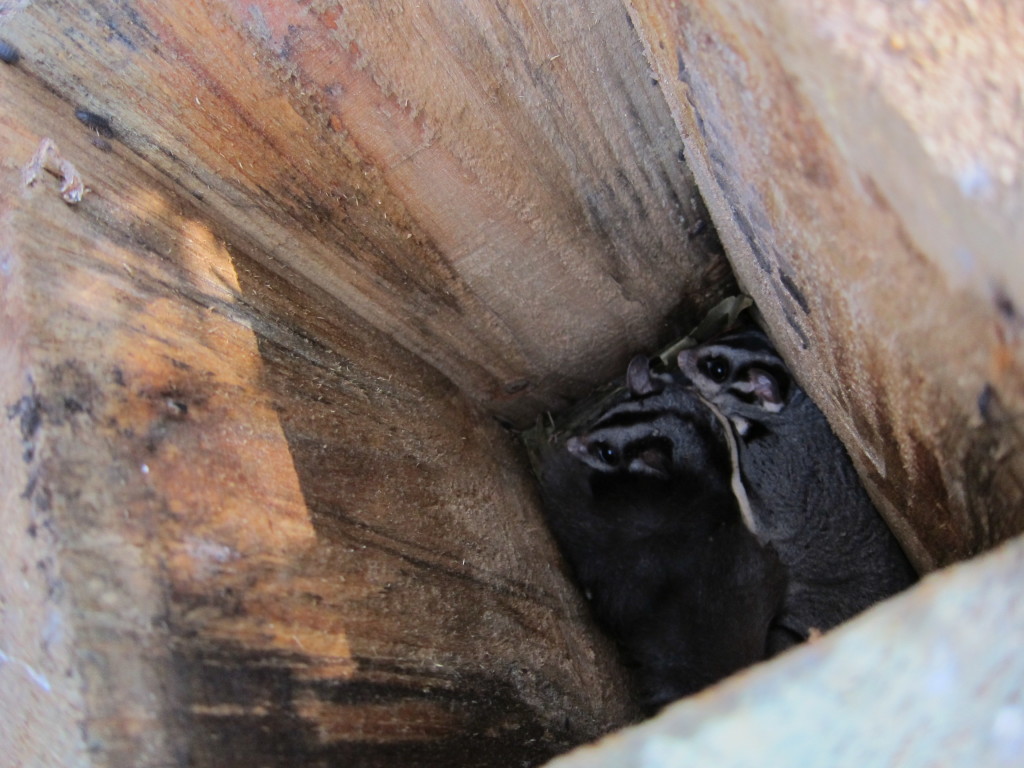 A pair of Squirrel Gliders in a Thurgoona nest box (Isabel Brom, 2011)