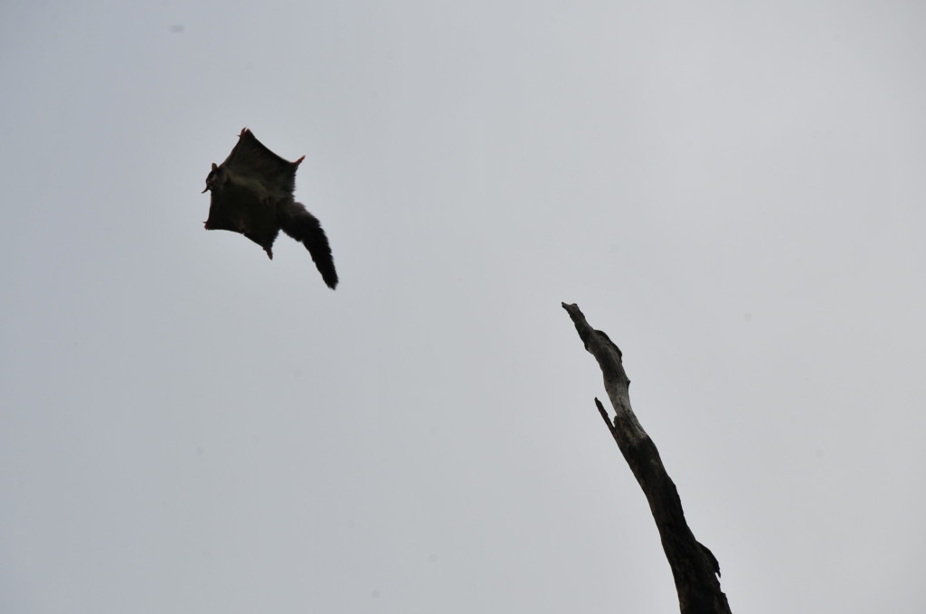 Squirrel Glider launching off a dead Eucalyptus tree (Alex Bonazzi, 2009)