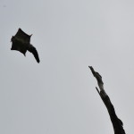 Squirrel Glider launching off a dead Eucalyptus tree (Alex Bonazzi, 2009)