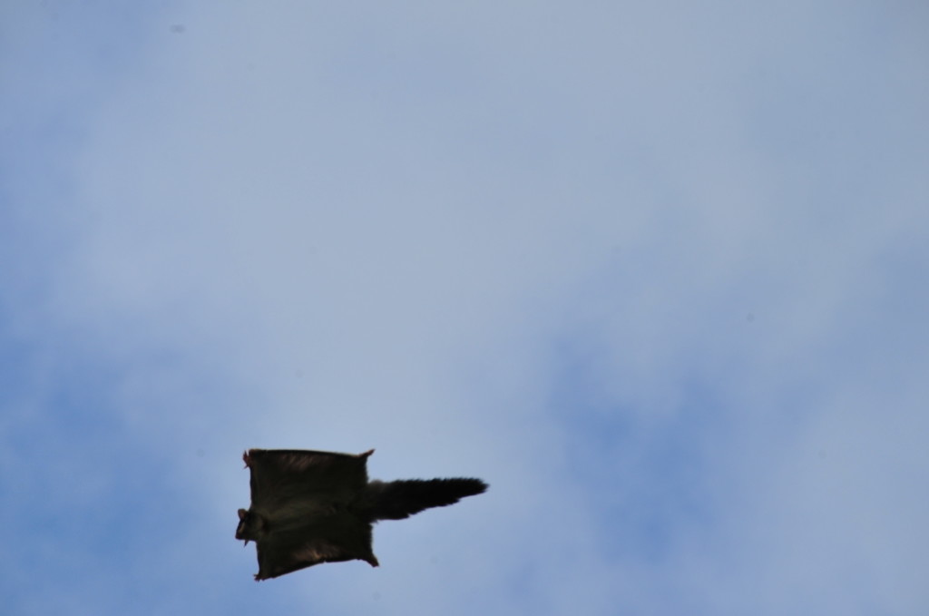 Squirrel Glider mid flight (Alex Bonazzi, 2009)