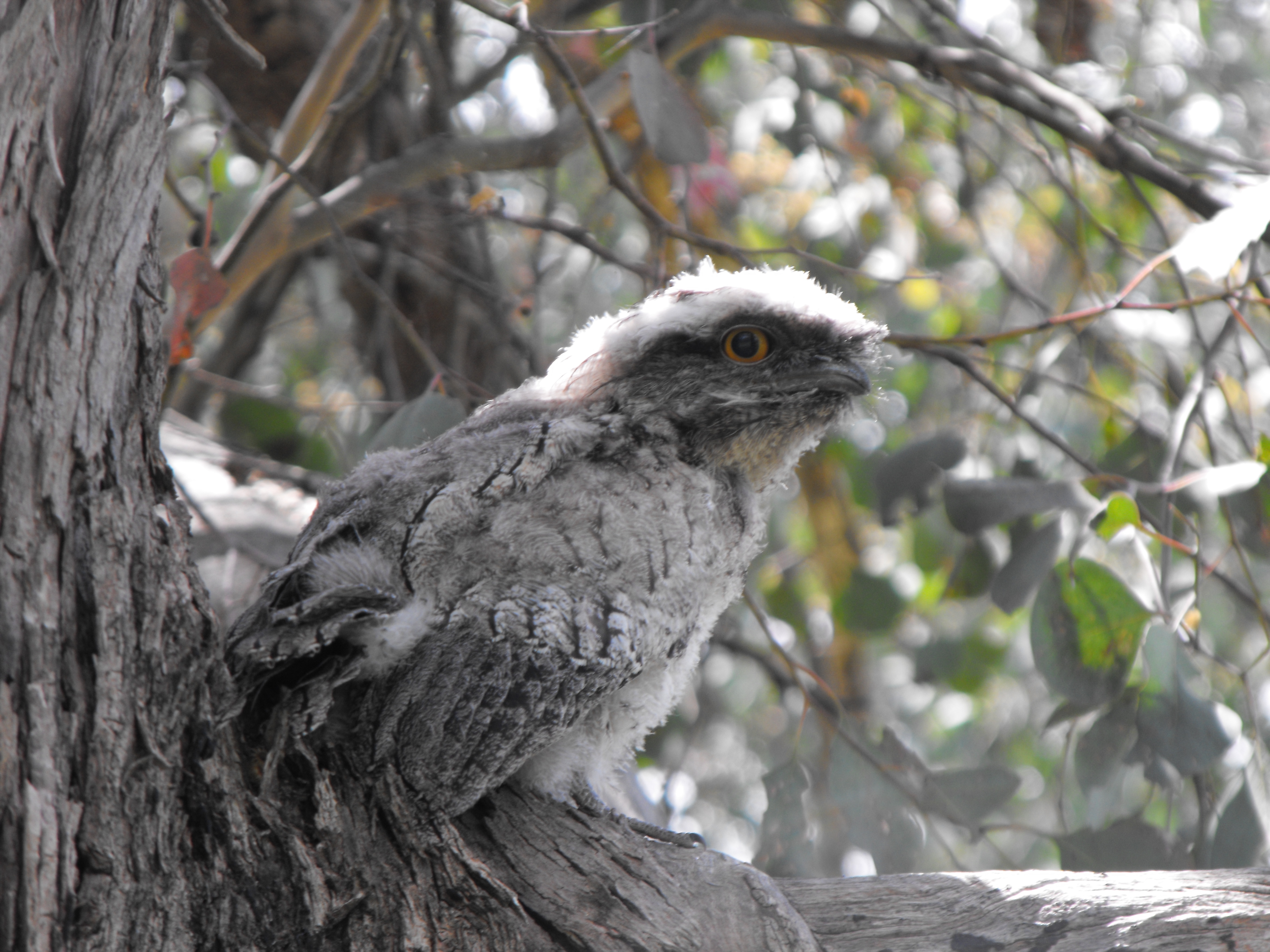 Tawny Frogmouth at Six Mile Creek, Thurgoona (Liam Grimmett, 2011)