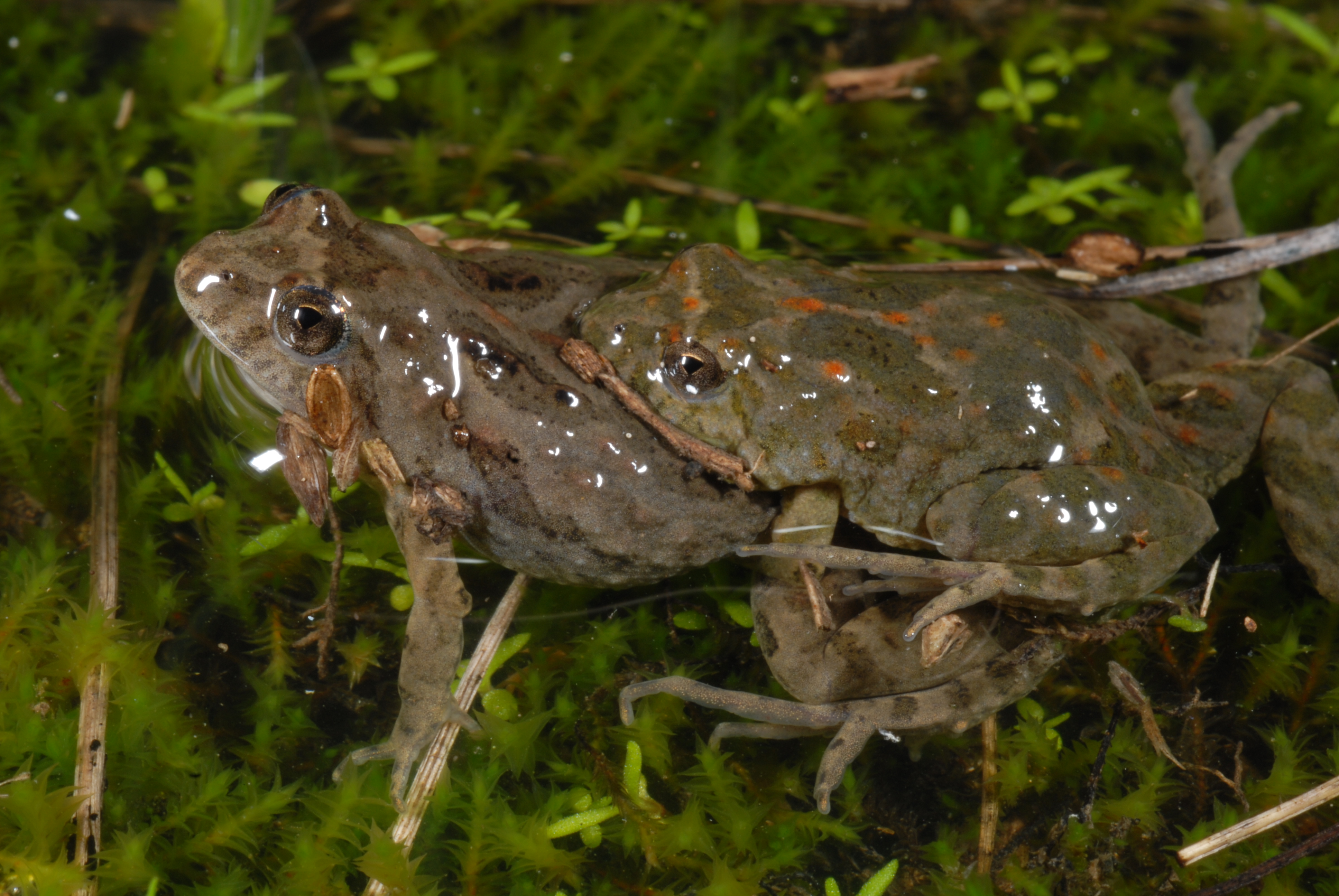 Sloanes Froglet, Crinia sloanei amplexus (Dr David Hunter)