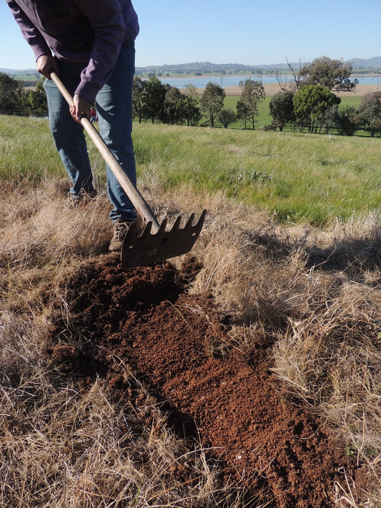 Preparing the soil for hand seeding of indigenous species at Table Top, NSW (Sam Niedra, August 2014)