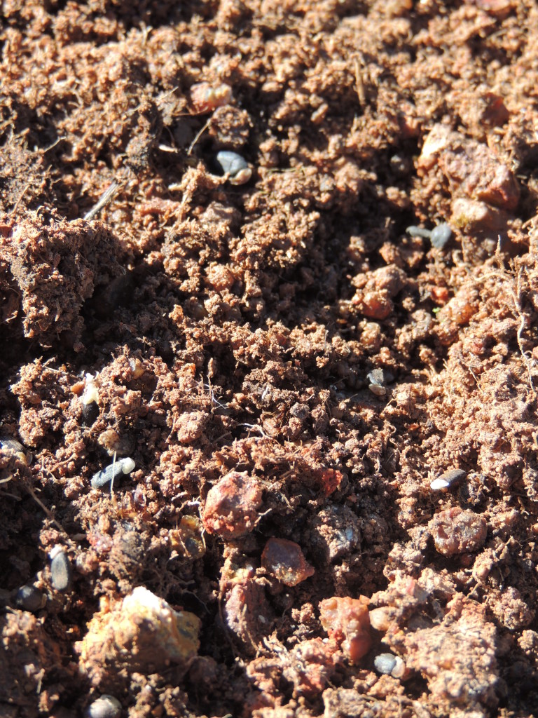 Wattle seed sown onto freshly scalped ground, Table Top NSW (Sam Niedra, August 2014)