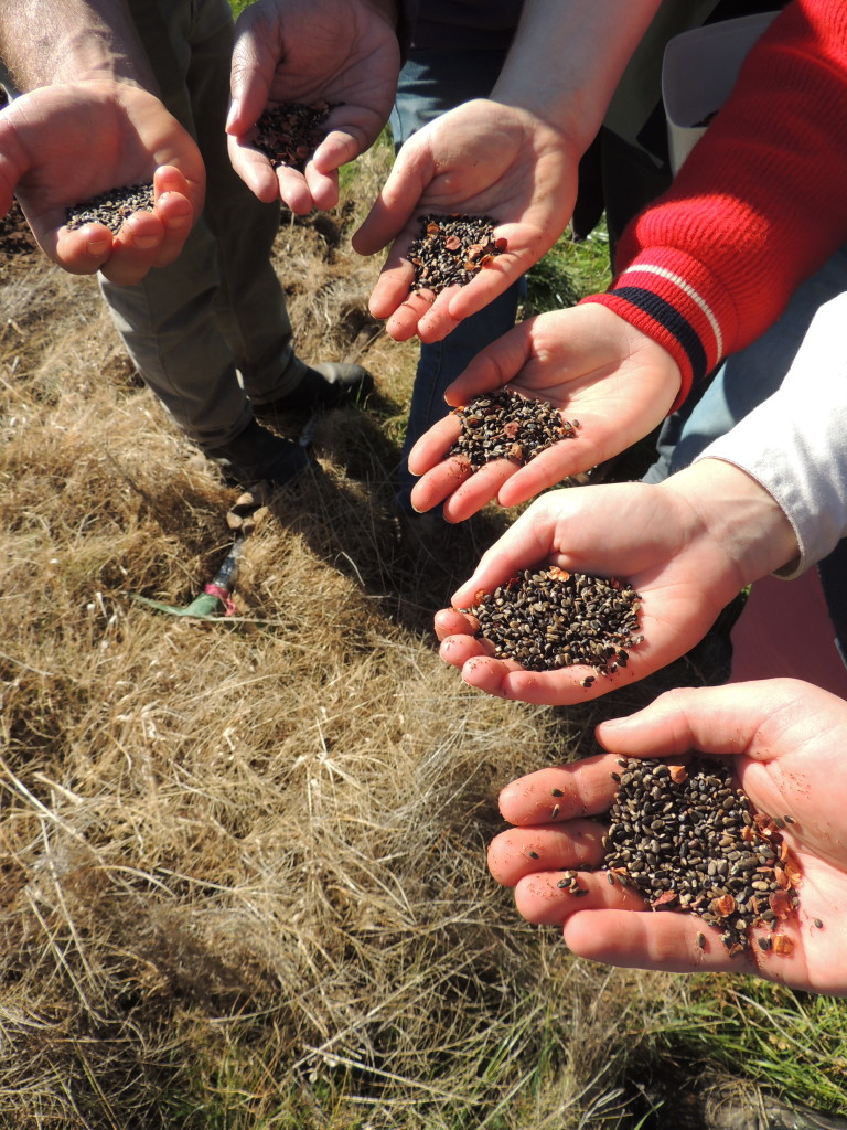 Indigenous seed ready to be hand-sown by National Environment Centre students, Table Top NSW (Sam Niedra, August 2014)