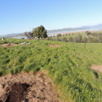 Hand direct seeding site, Table Top NSW (Sam Niedra, August 2014)