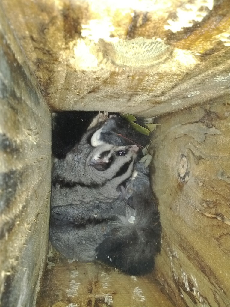 Squirrel Gliders in a nest box at the Thurgoona Country Club Resort (Tim Hicks, 30th May 2012)