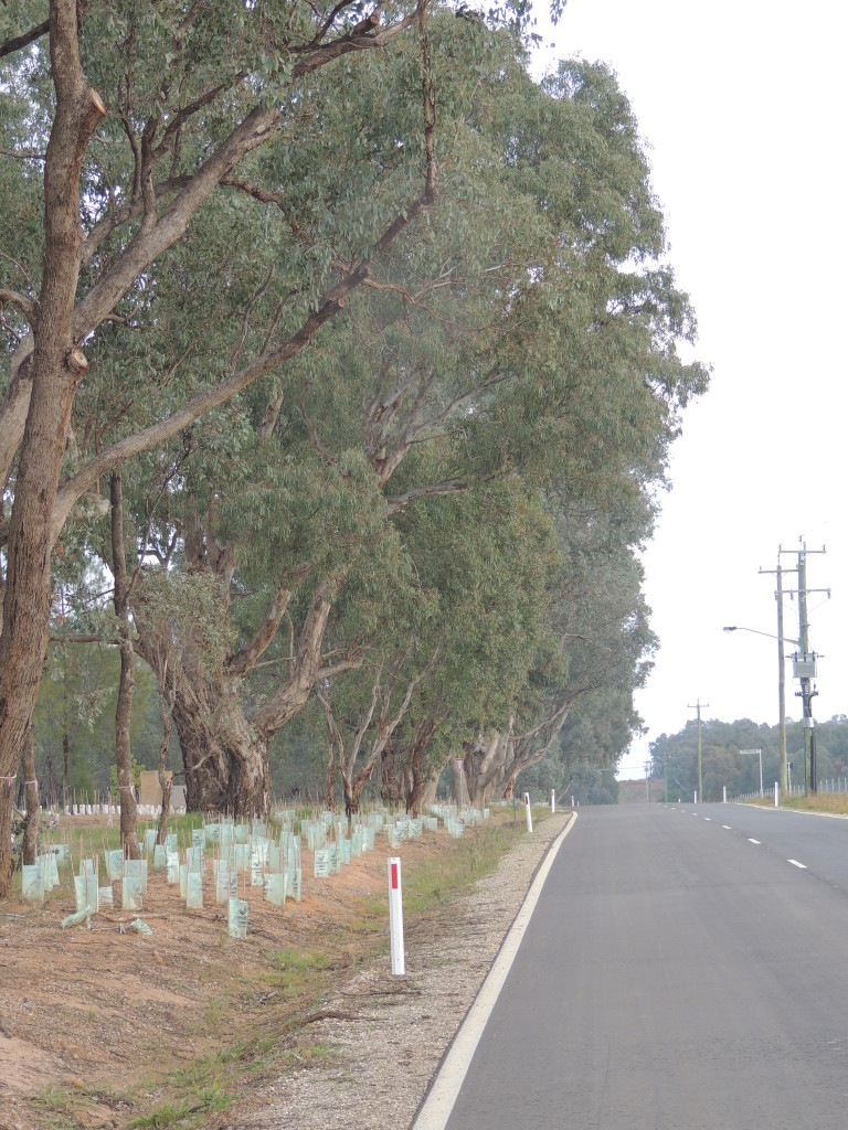 Revegetation along Thurgoona Drive, east of Kerr's Rd