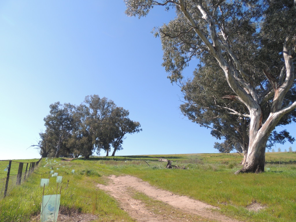 Revegetation along Hawksview Rd to close gaps in canopy for Glider movement (Sam Niedra, 2014)