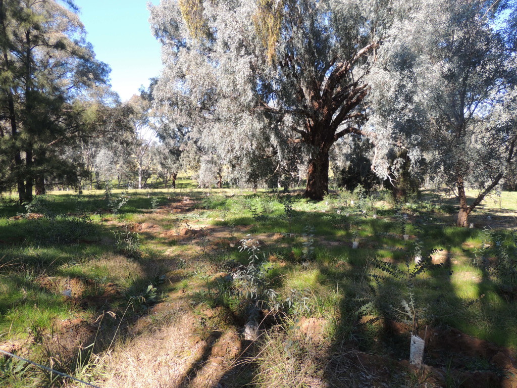 Revegetation at Thurgoona Golf Club one year on (Sam Niedra, August 2014)