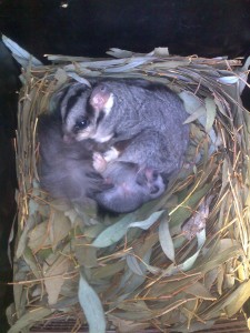 Squirrel Gliders in a nest box at Trinity College Thurgoona (Scott Melgaard, 2011)