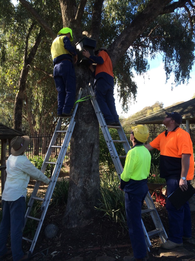 Squirrel Glider nest boxes being installed by Parklands Albury Wodonga at Thurgoona Preschool (2 May 2015)