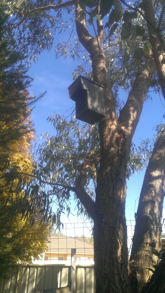 Squirrel Glider Nest Box photo_Kosciuszko Rd Thurgoona