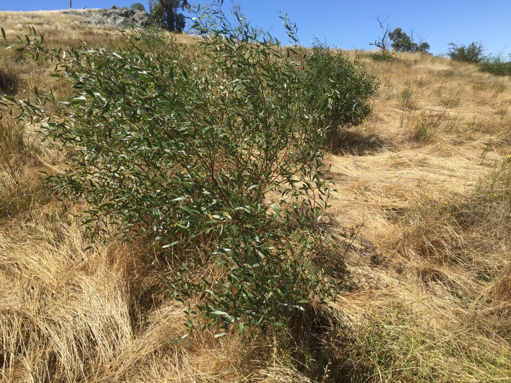 Direct seeding of Varnish Wattle, Hedge Wattle, etc done by hand in August 2014