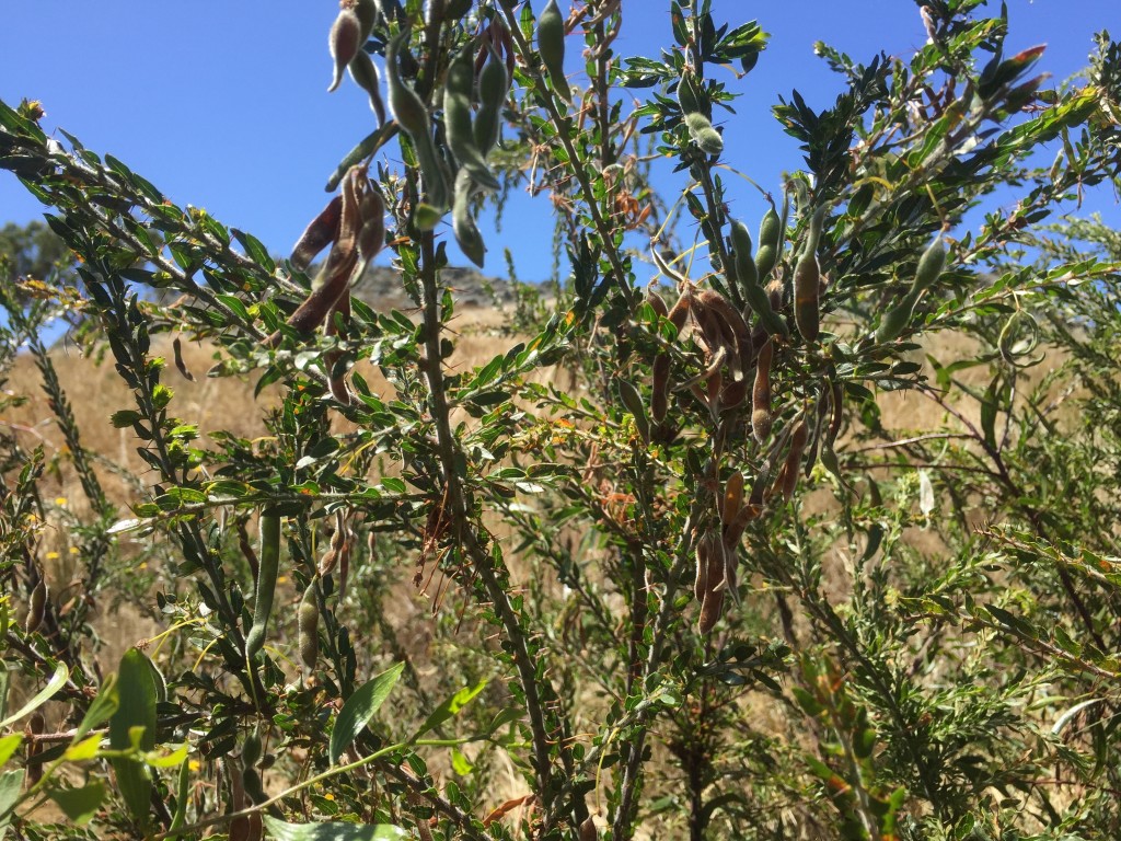 Hedge wattle seeding - these were machine seeded in June 2013. Seed produced by these plants will be viable on the site for up to 100 years helping to ensure their long term persistence.