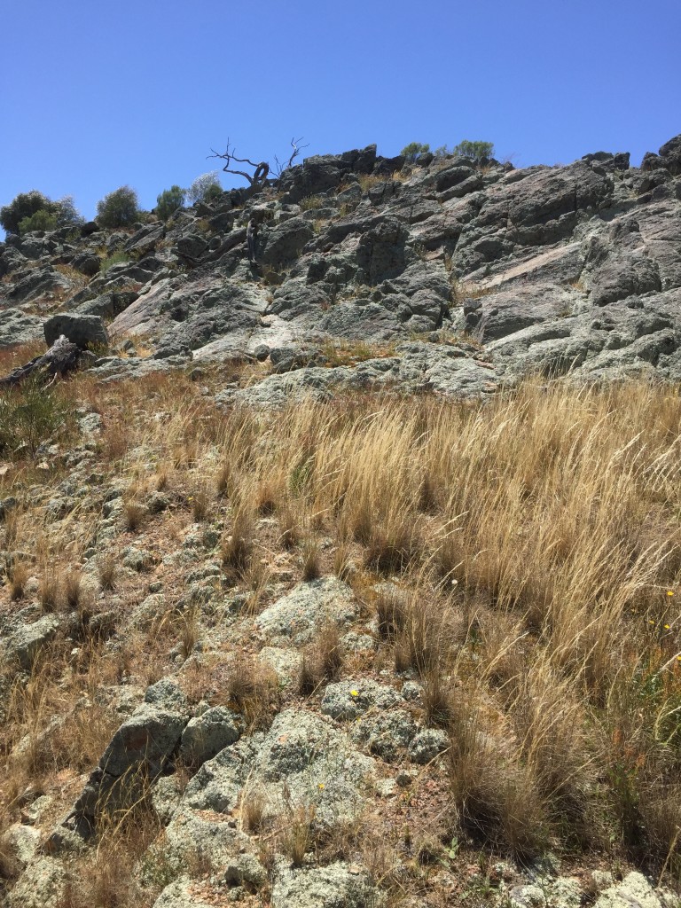 Natural regeneration and growth of remnant native vegetation on rocky outcrop, due to exclusion of sheep two years earlier.