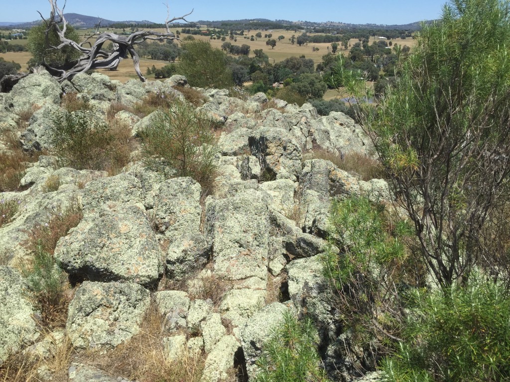 The top of Little Budginigi Hill is gradually recovering with Rock Isotome, Dianellas, Wattles slowly but surely emerging through cracks and crevices.