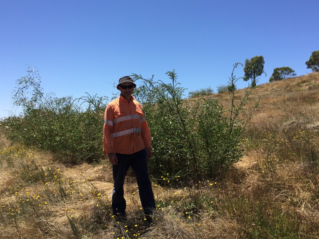 Joe standing next to machine direct seeding undertaken in June 2013 (2 years old).