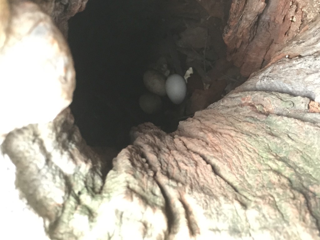 Not all birds build nests, some prefer a ready made home, Thurgoona NSW