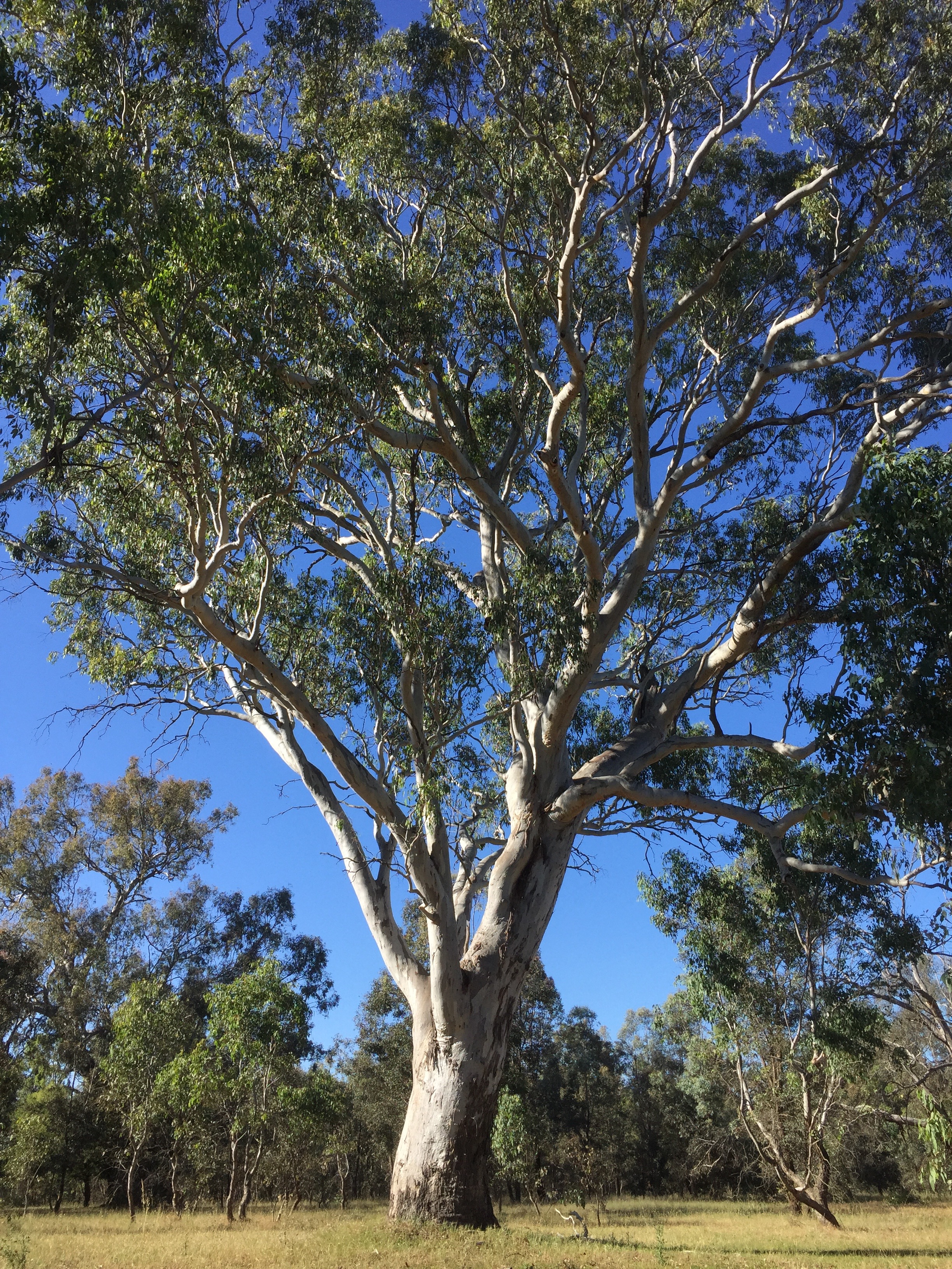 Magnificent hollow-bearing Blakelys Red Gum at Bell's TSR, Thurgoona NSW