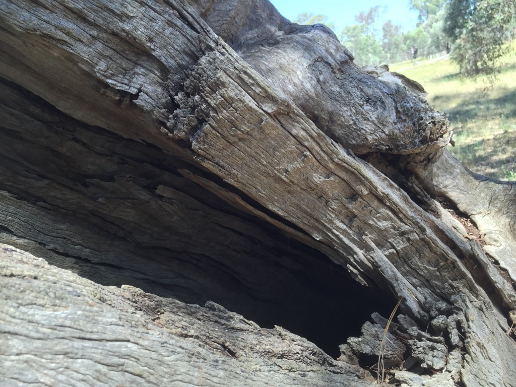 Tree hollow up close at Bell's TSR, Thurgoona NSW