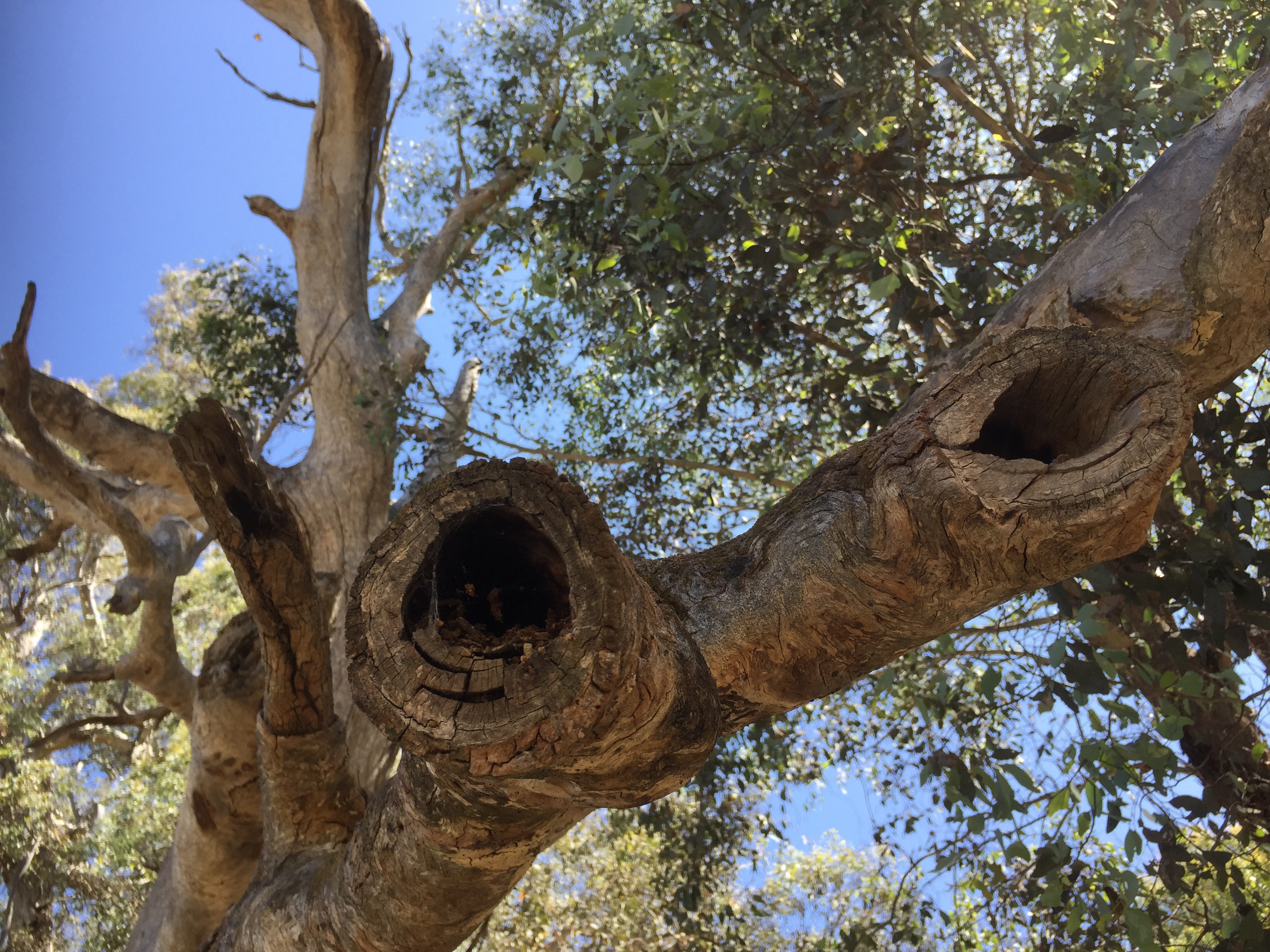 Hollow bearing tree at Bell's TSR Thurgoona, NSW