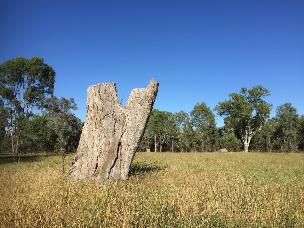 Removal of big trees affects hollow-dependent fauna, Thurgoona NSW