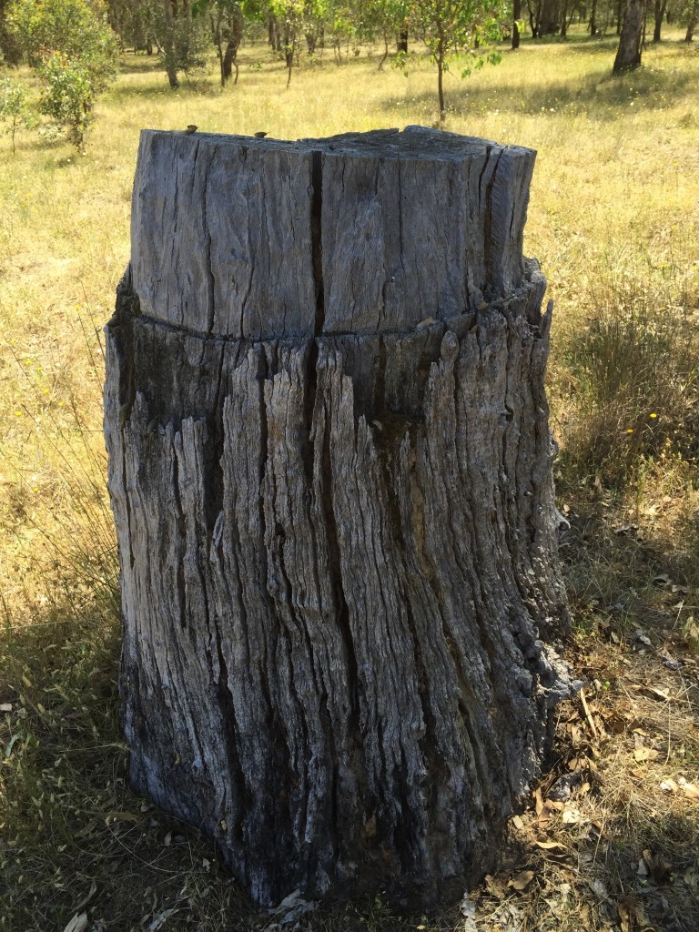 Ringbarked tree at Bell's TSR, Thurgoona NSW
