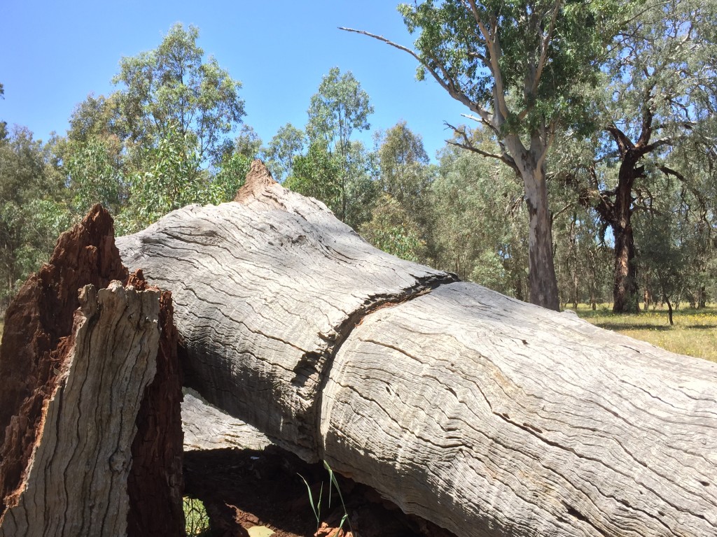 Ringbarked large tree at Bell's TSR, Thurgoona NSW