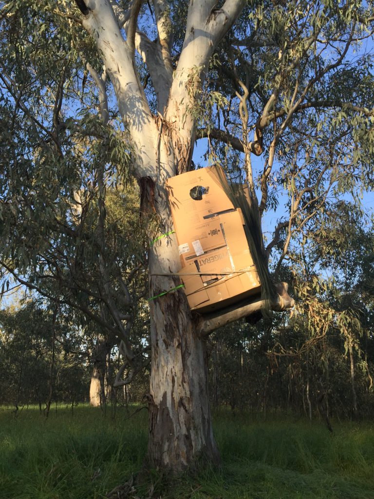 Nigel Jones sleeping in a gum tree in Thurgoona as part of his Edge Pledge challenge in 2016.