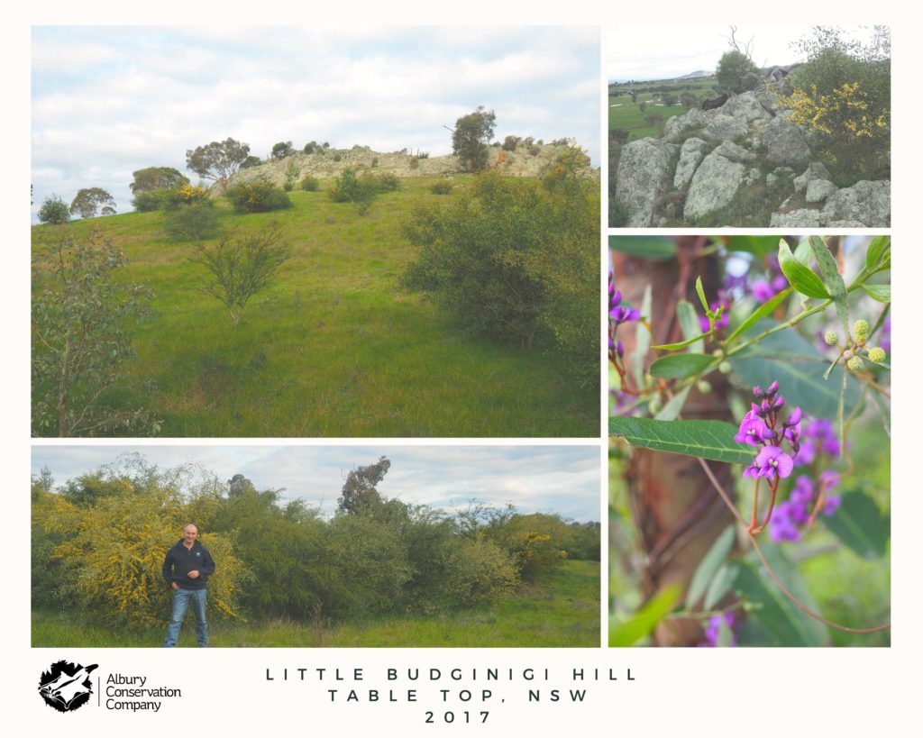 Little Budginigi Hill, Tabletop 2017