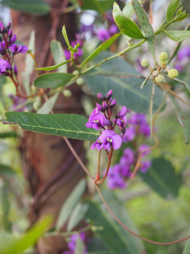 Happy Wanderer growing among Varnish Wattle, direct seeded in 2012 at Little Budginigi Hill, Tabletop NSW (Sept 2017)